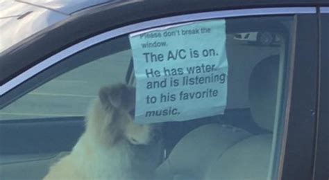 the ac is on meme|Please dont break the window. The A/C is on, he has water